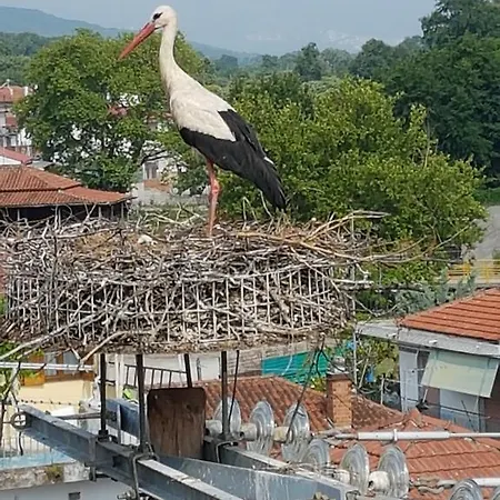 Efstathiou Mihail And